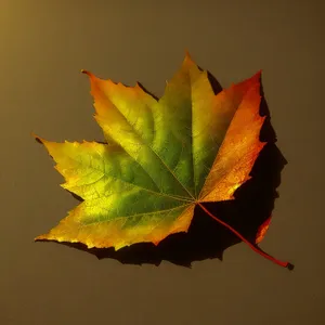 Golden Autumn Leaves in Vibrant Maple Forest