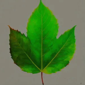 Bright Spring Taro Leaf in Botanical Garden