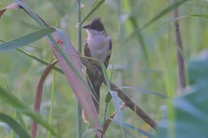 Wild Bird Perched on Branch in Garden