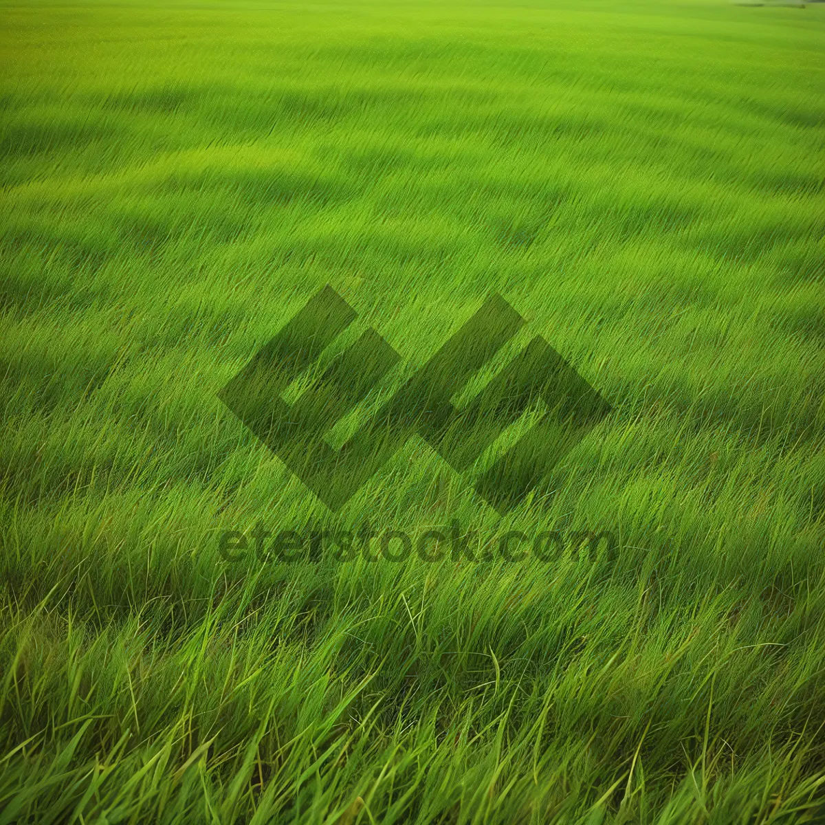 Picture of Lush Green Wheat Field with Vibrant Grass