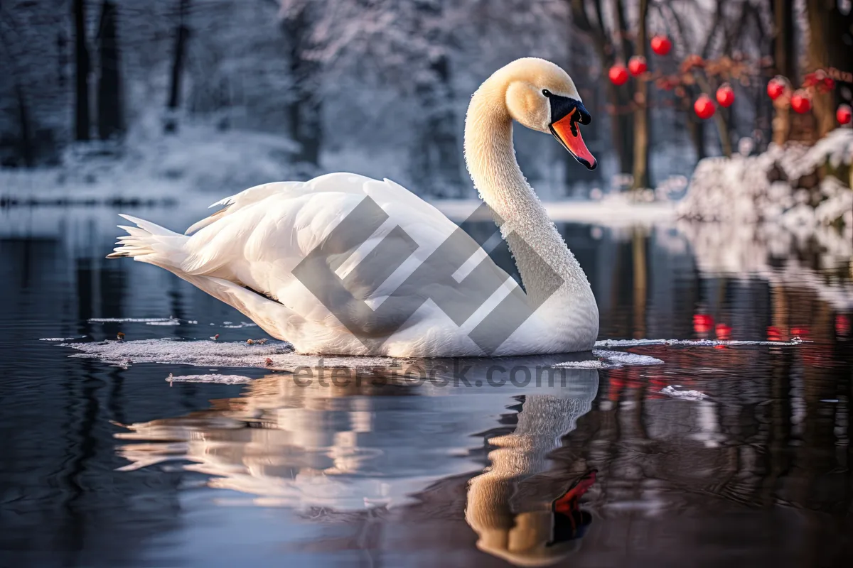 Picture of Graceful pelican gliding on calm lake waters