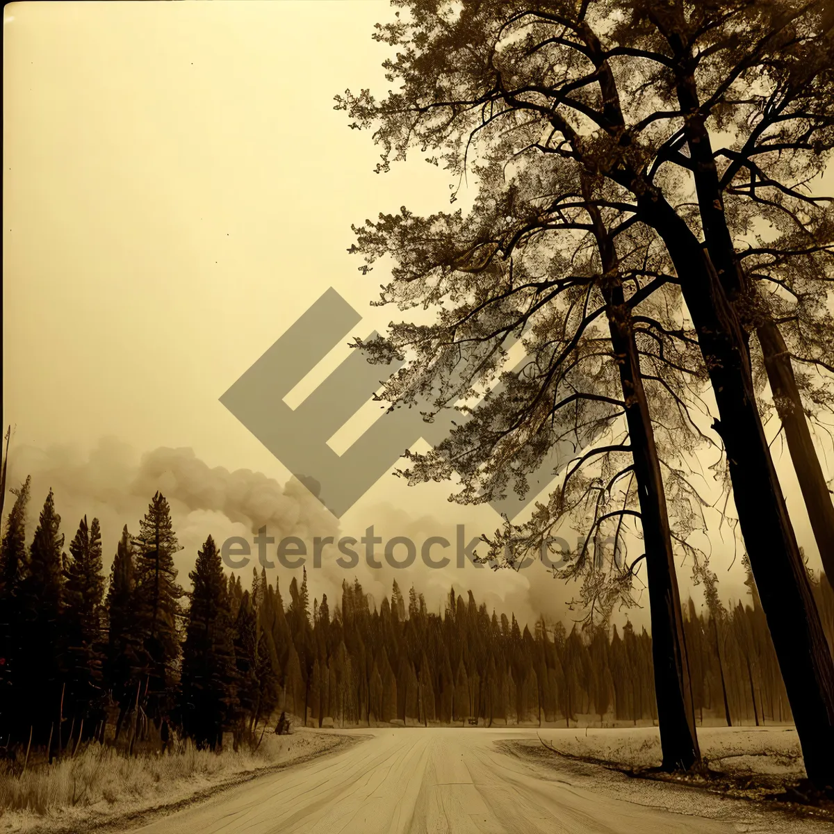 Picture of Winter Wonderland: Majestic Pine Trees in Snowy Forest