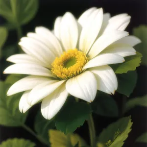 Yellow Chamomile Flowers Blooming in Garden Closeup