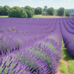 Vibrant Lavender Field in Rural Countryside