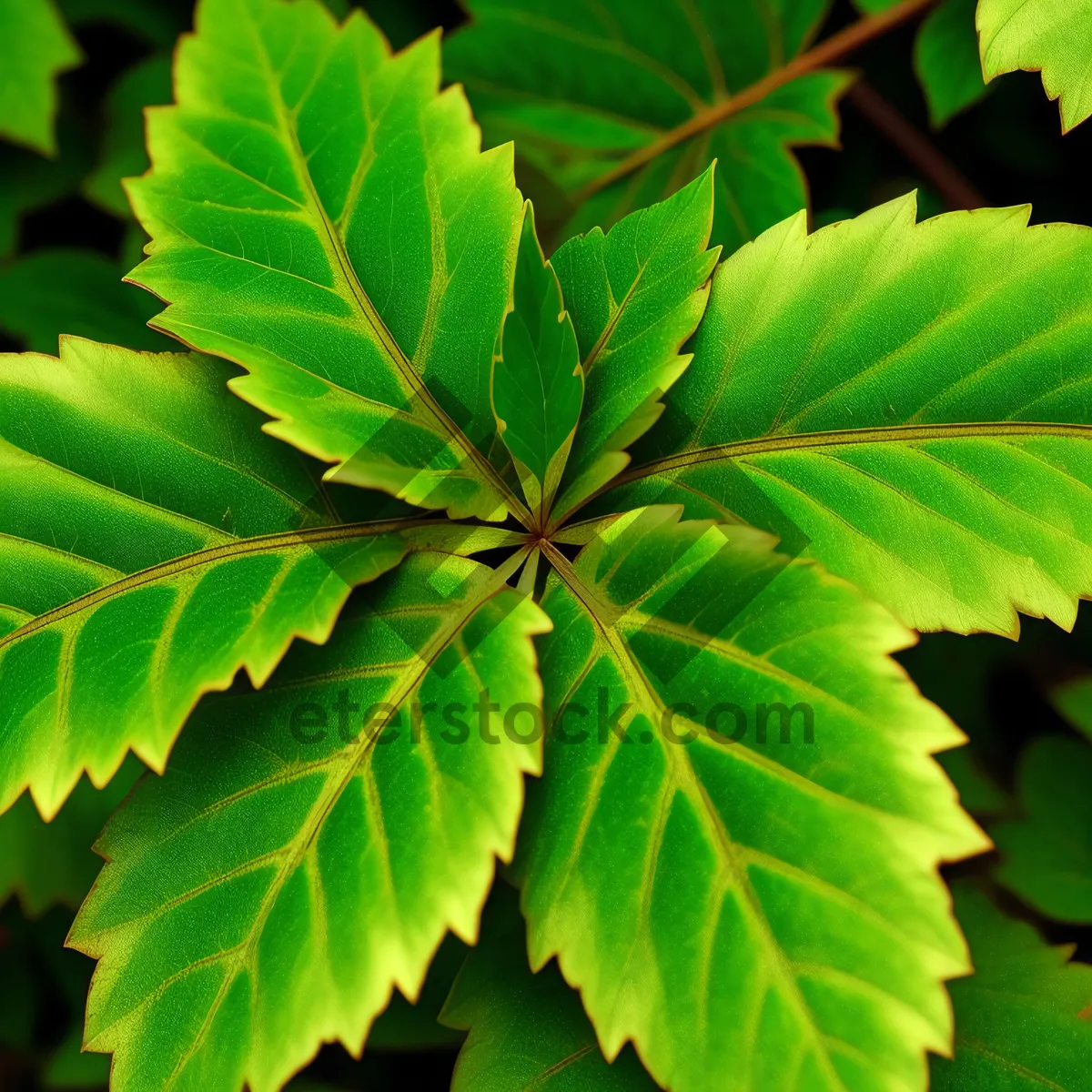 Picture of Vibrant Leafy Foliage in Lush Forest