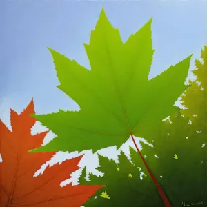 Vibrant Autumn Foliage in Maple Forest