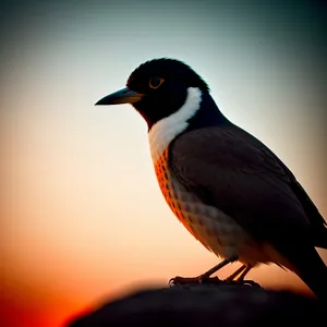 Graceful Bird in Flight with Piercing Eye