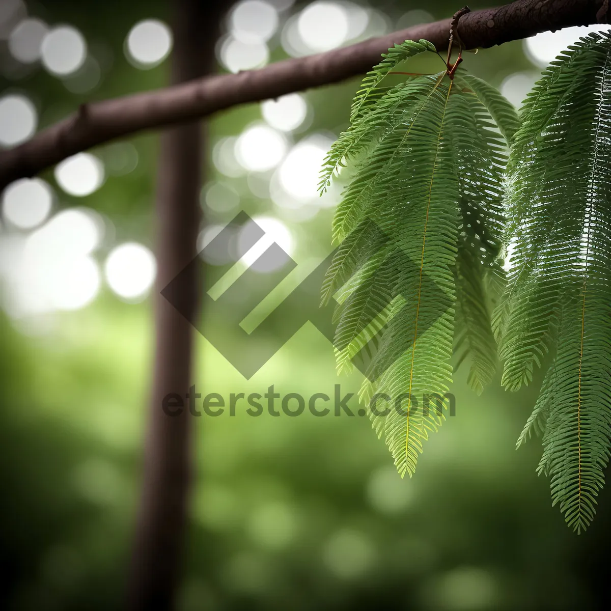 Picture of Lush Elm Leaves in a Summer Forest