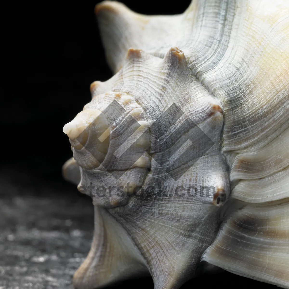 Picture of Tropical seashell on sandy beach close up view