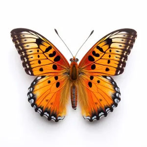 Close-up of colorful monarch butterfly on orange flower.