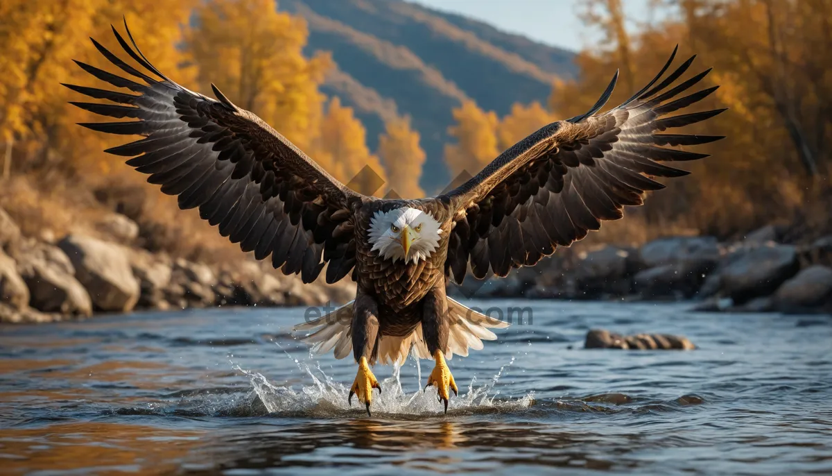 Picture of Skyborne Bald Eagle in Flight