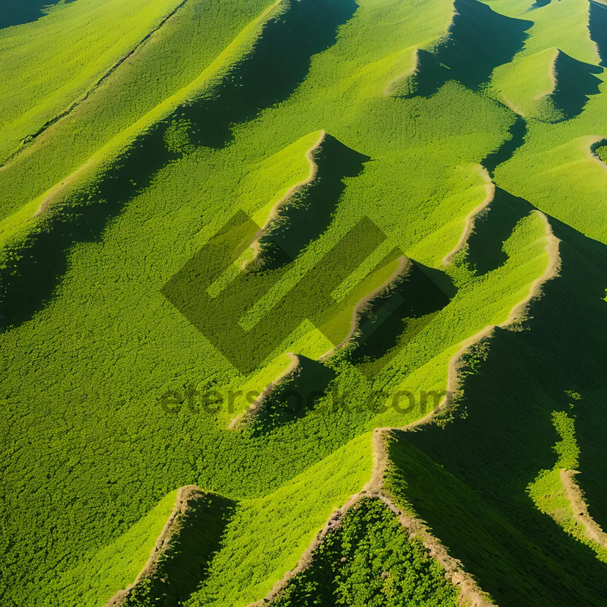 Picture of Idyllic Maple Tree in Summer Landscape