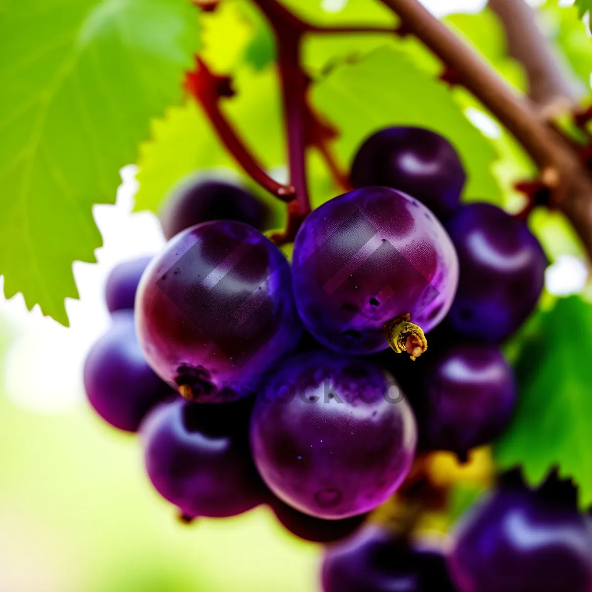 Picture of Refreshing Purple Grape Cluster - Bursting with Juicy Sweetness