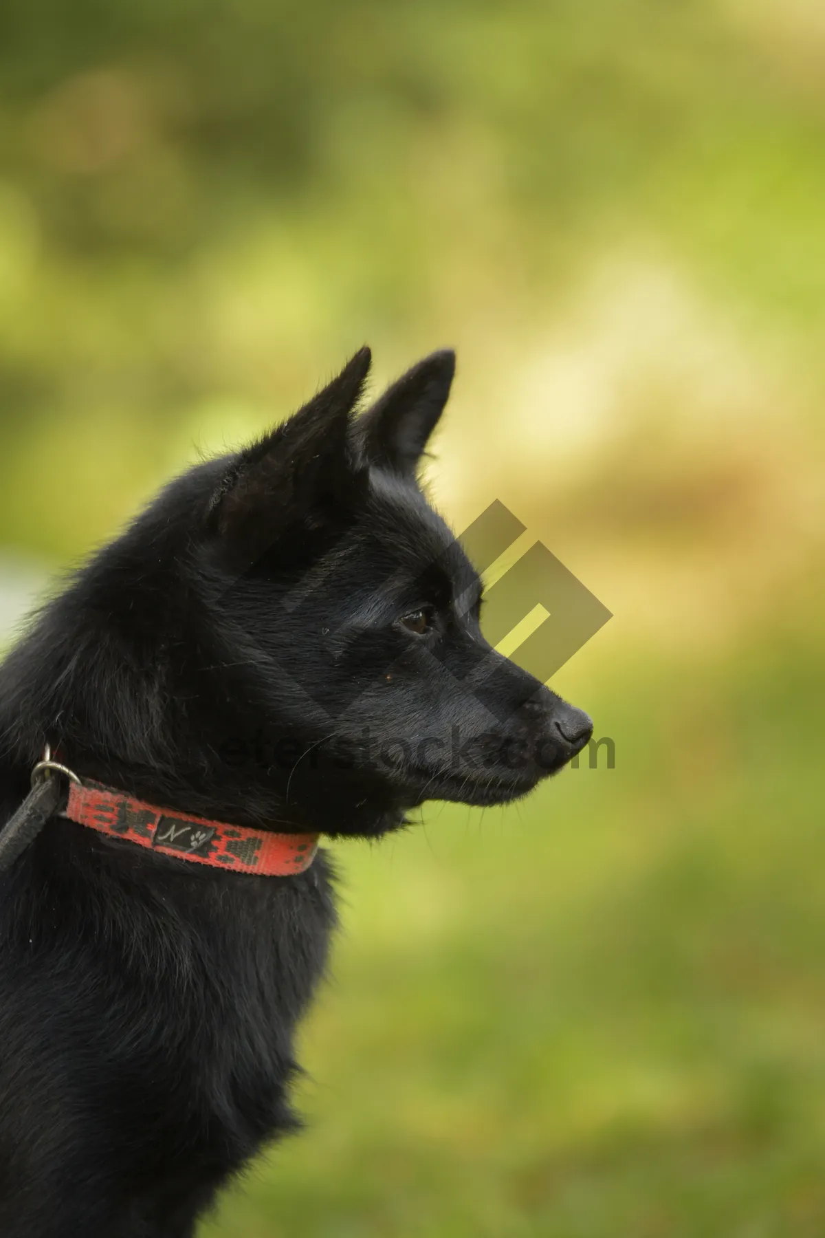 Picture of Cute black puppy with brown eyes and fluffy fur.