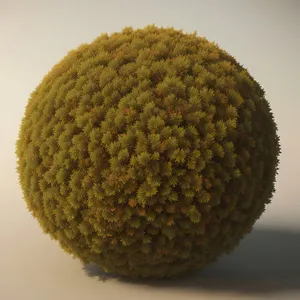 Fresh Litchi Fruit Closeup, Edible Produce Ball