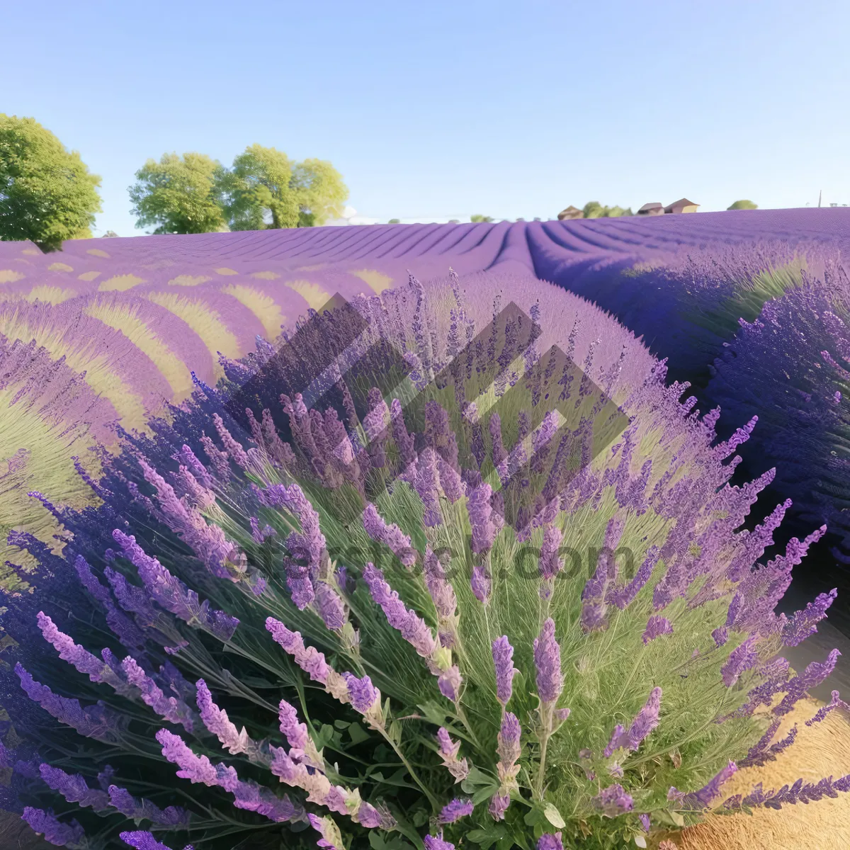 Picture of Lavender Field in Full Bloom