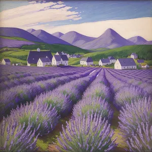 Colorful Lavender Fields Blooming in Rural Landscape