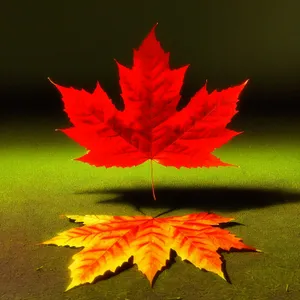 Vibrant Maple Leaf in Autumn Forest