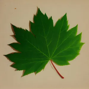 Vibrant Foliage of Summer Maple Leaf