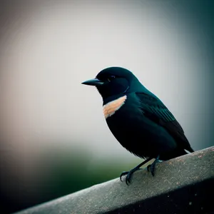 Majestic Magpie in Nature's Gaze