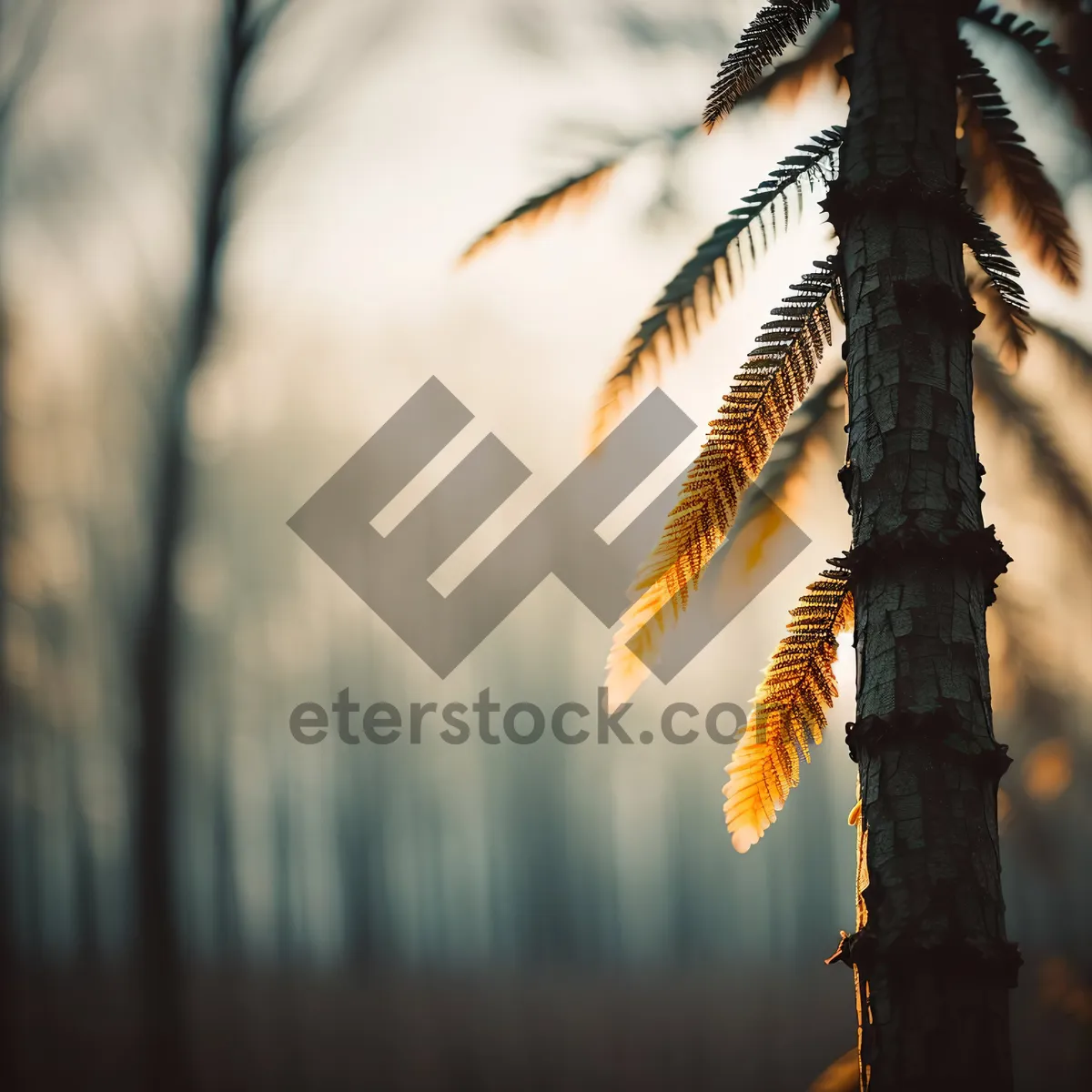 Picture of Serenity amidst Wheat Field: Sunset Sky and Centipede