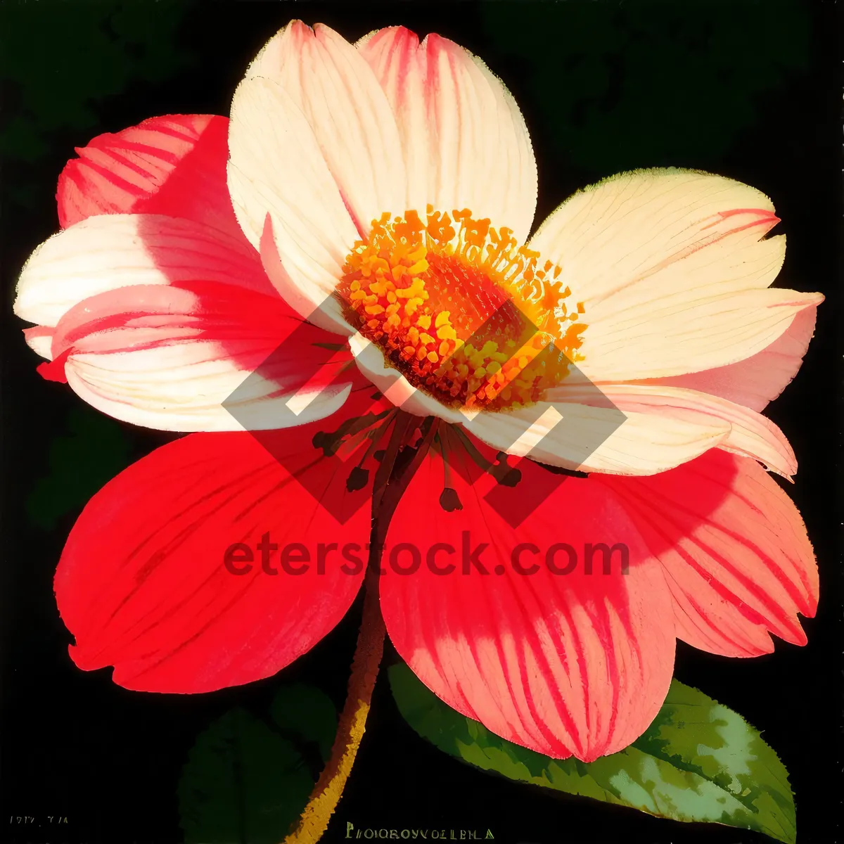 Picture of Blooming Pink Hibiscus in a Garden