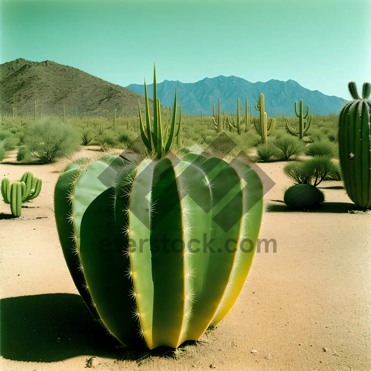 Picture of Fresh Agave Plant - Healthy Desert Greenery