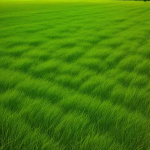 Verdant countryside expanse with lush grass.