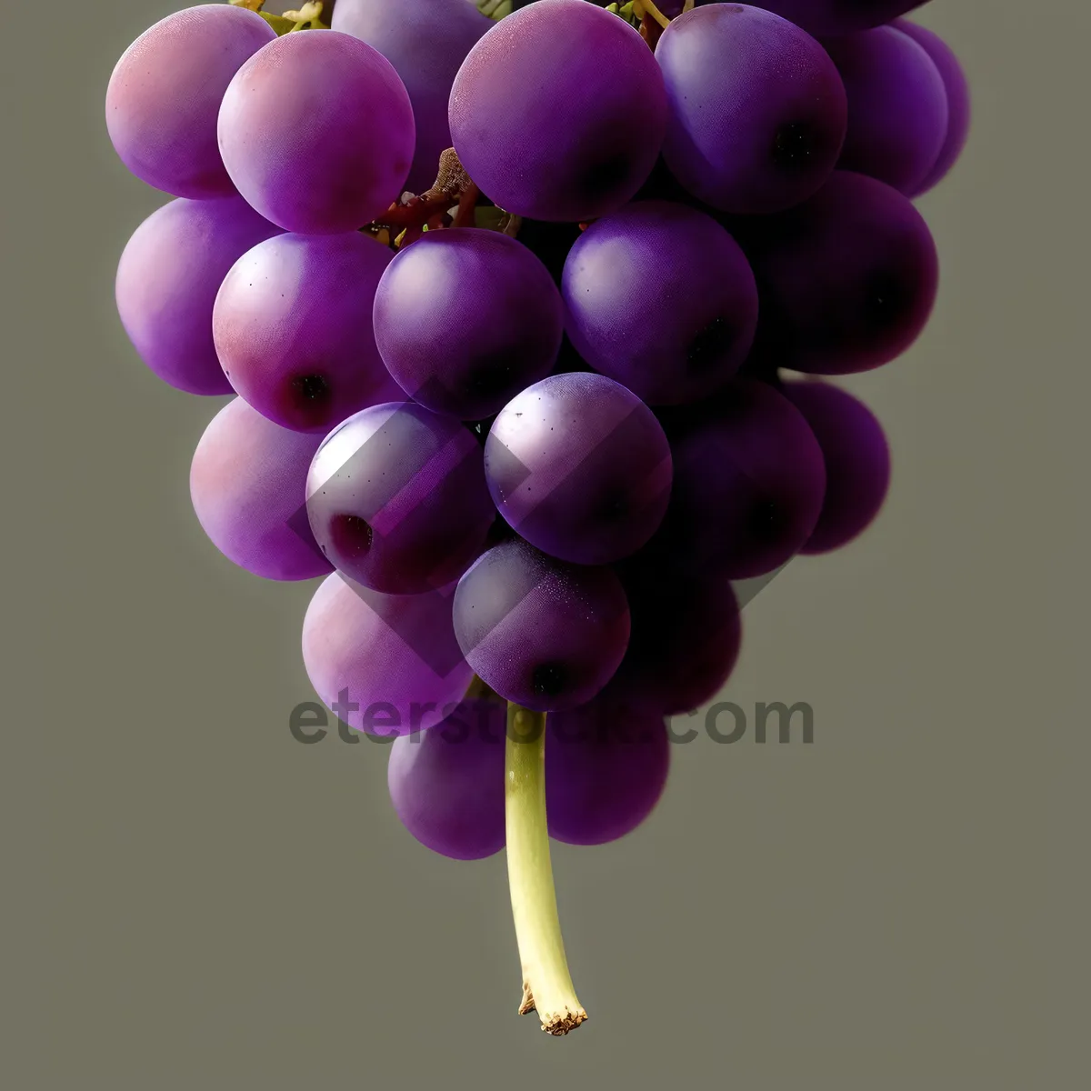 Picture of Ripe Juicy Grape Cluster in Autumn Vineyard