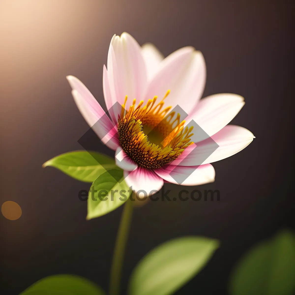 Picture of Pink Lotus Blossom in Summer Garden