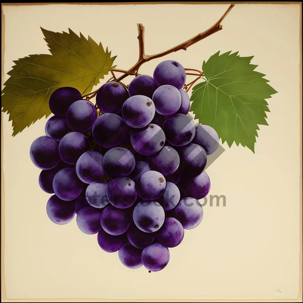 Picture of Autumn Harvest: Juicy Purple Muscat Grape Cluster