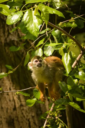 Furry primate in natural jungle habitat