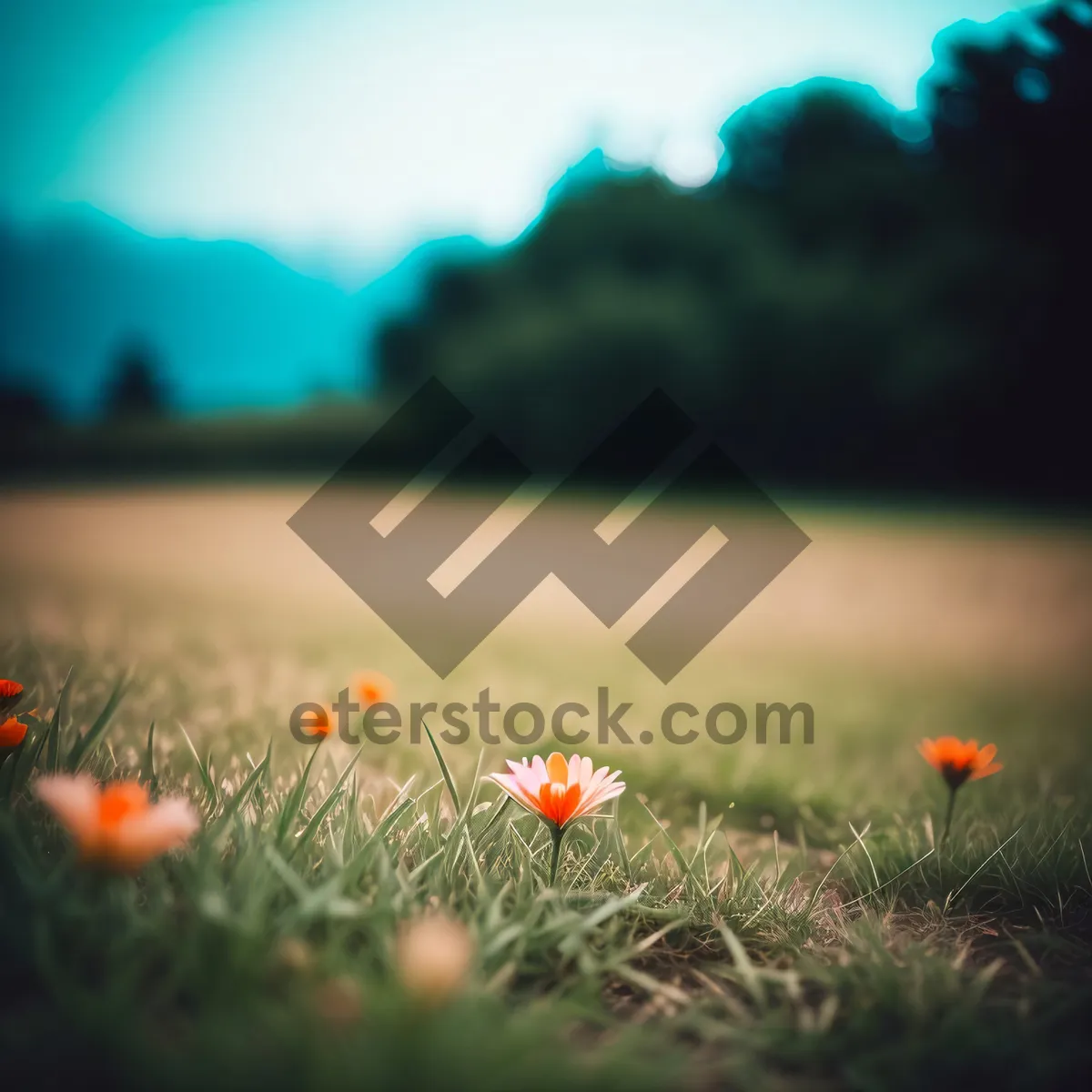 Picture of Sun-kissed Meadow with Vibrant Blossoms