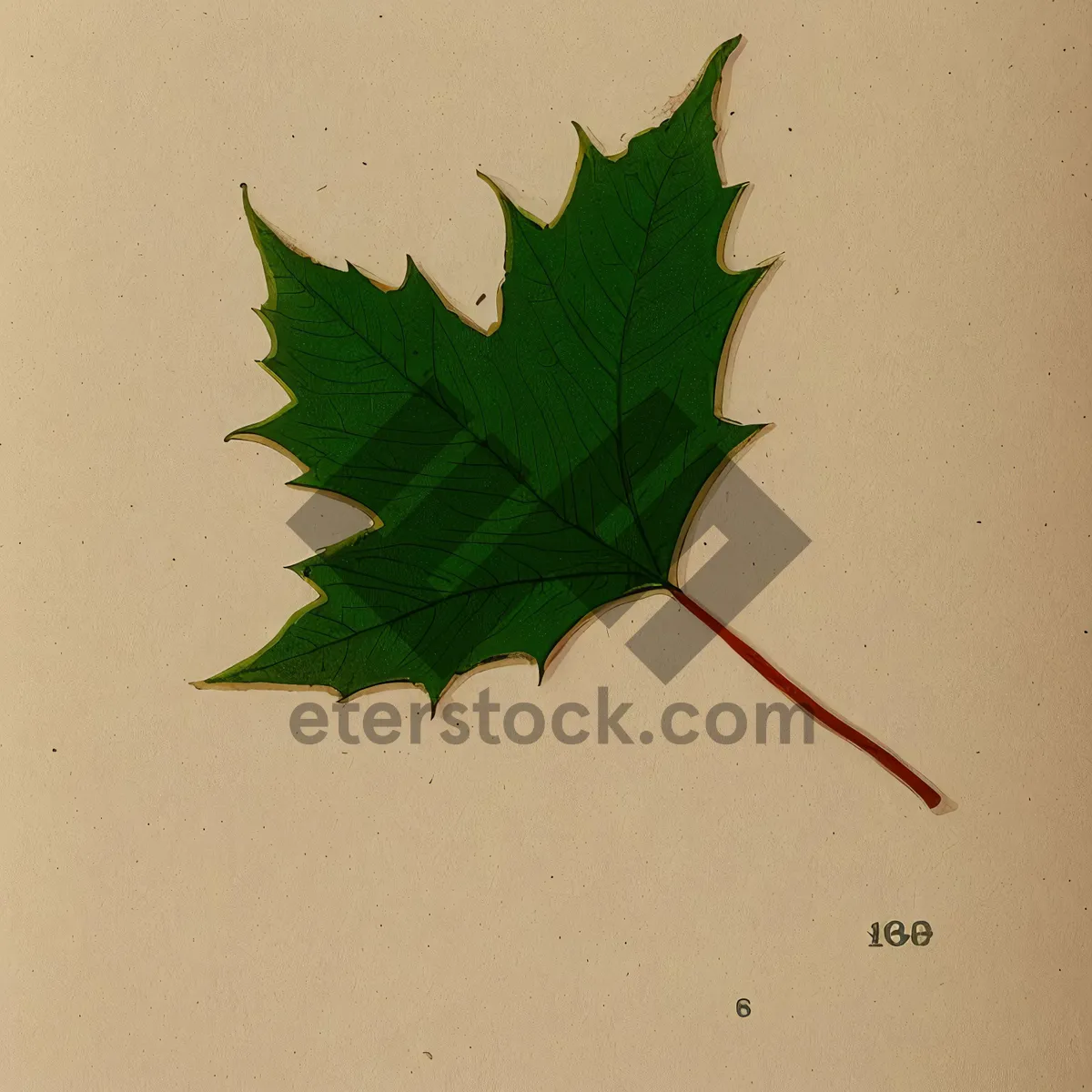 Picture of Vibrant Autumn Maple Leaf Foliage