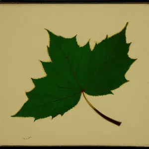 Vibrant Autumn Maple Leaf in the Forest