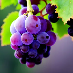 Vibrant Harvest: Organic Juicy Purple Grapes on Vine