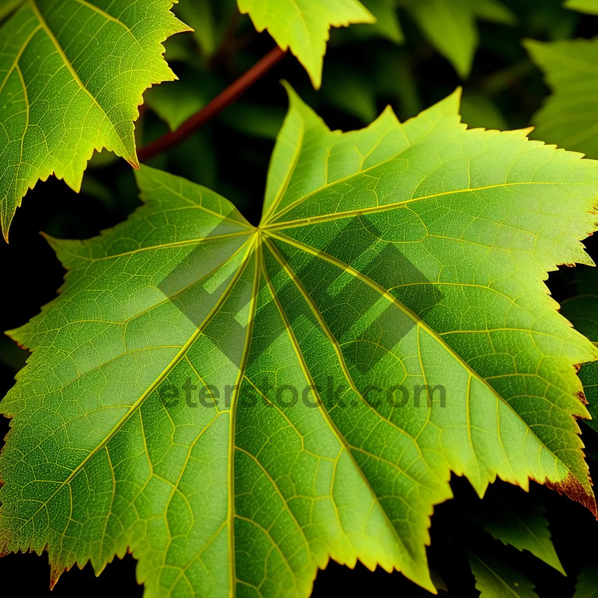 Picture of Vibrant Maple Leaves in a Spring Forest