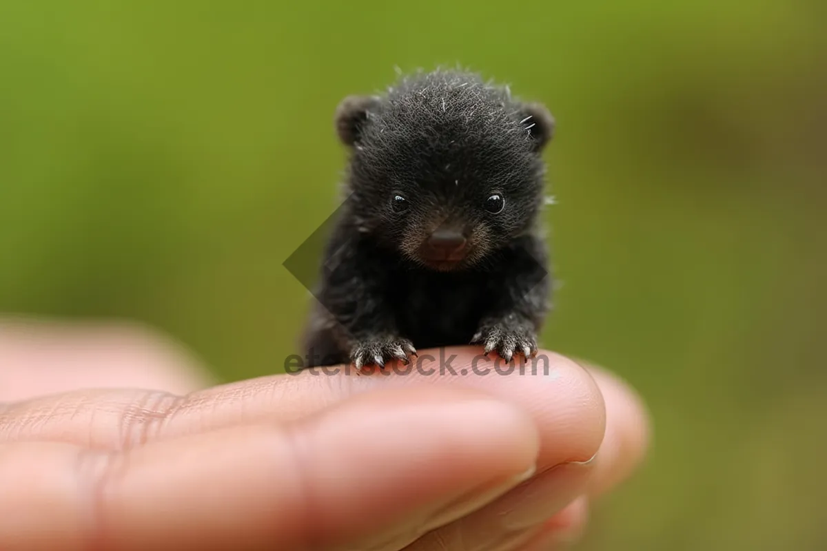 Picture of Cute gray mouse with furry whiskers and fluffy tail.