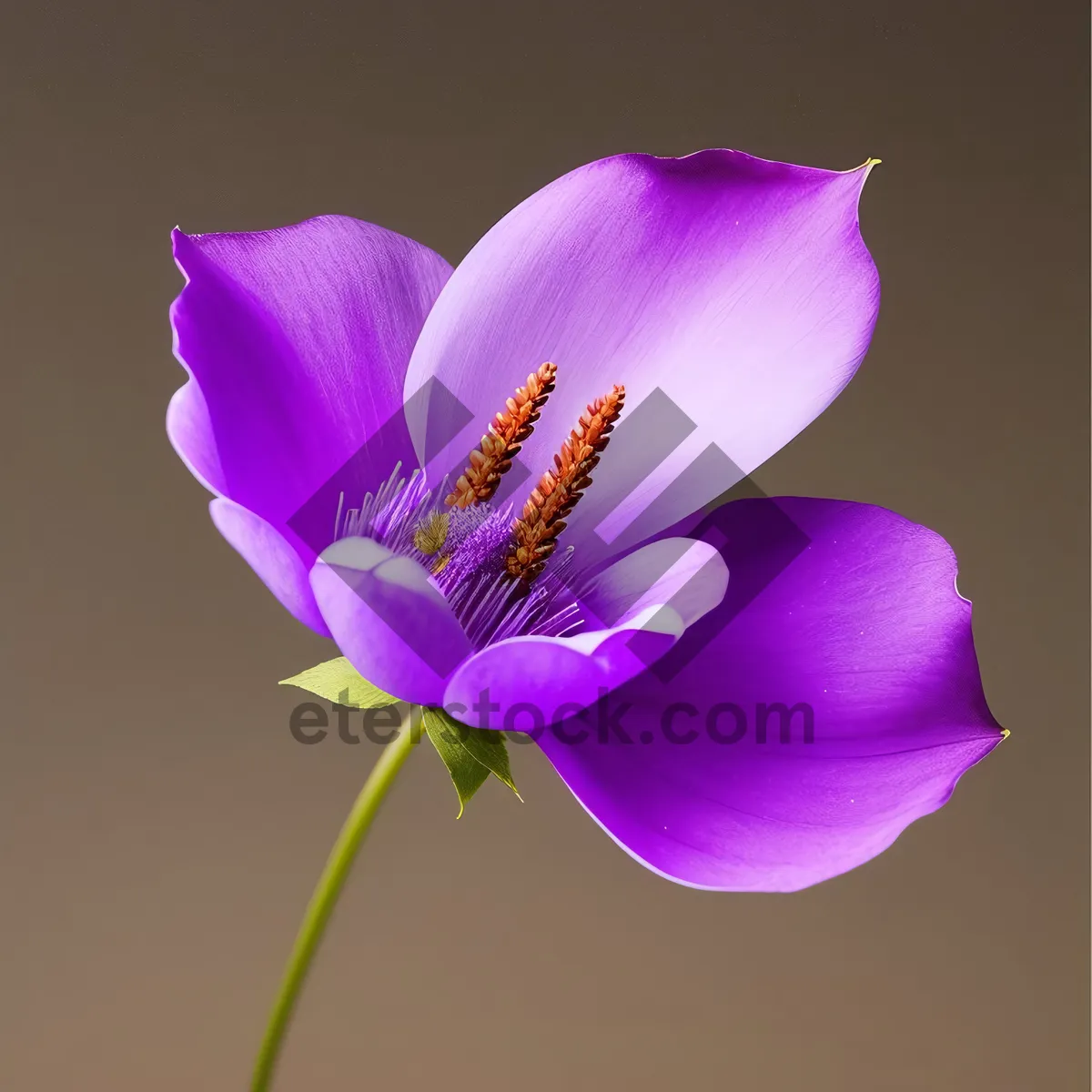 Picture of Blooming Purple Lotus in Water