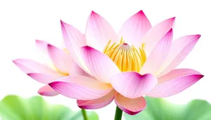 Colorful Pink Lotus Floral Graphic Wallpaper