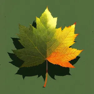 Vibrant Autumn Maple Leaf Foliage