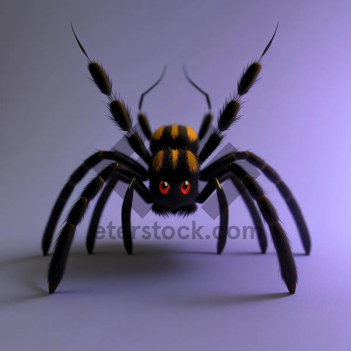 Picture of Black Widow Spider Close-Up: Arachnid Arthropod Insect