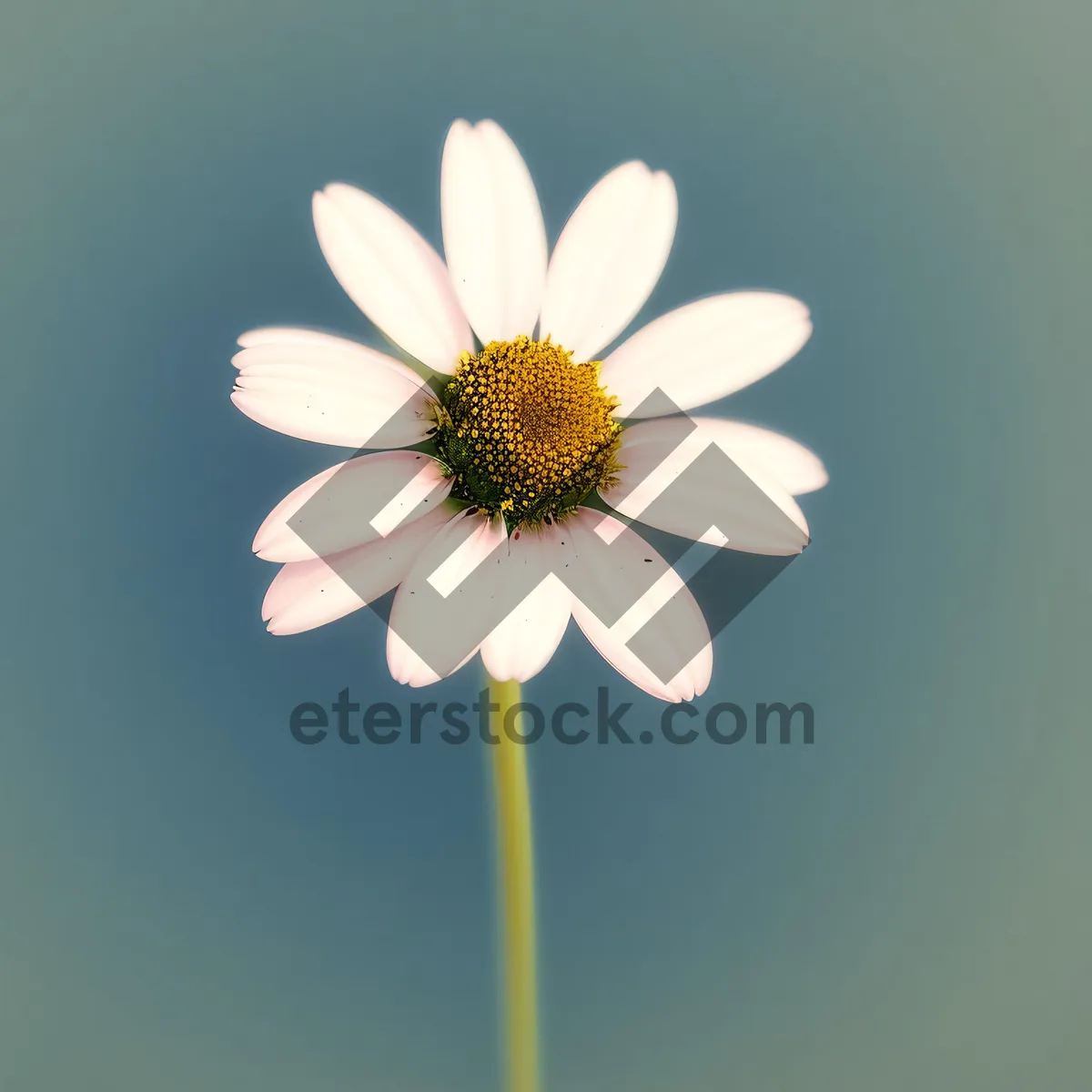 Picture of Vibrant Blooming Summer Meadow Daisy