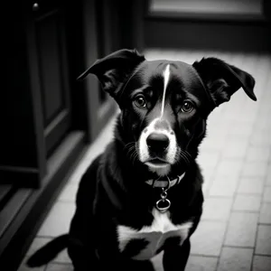 Adorable Black Border Collie Puppy - Purebred Canine Friend