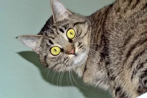 Gray tabby cat with curious eyes and fluffy fur