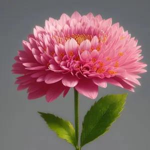 Bright Pink Daisy Blossom in Garden