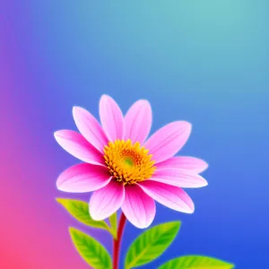 Pink Lotus Blossom in Full Bloom