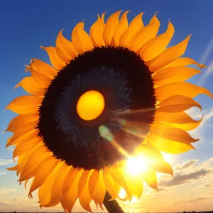 Vibrant Sunflower Blooming Under Sunny Sky