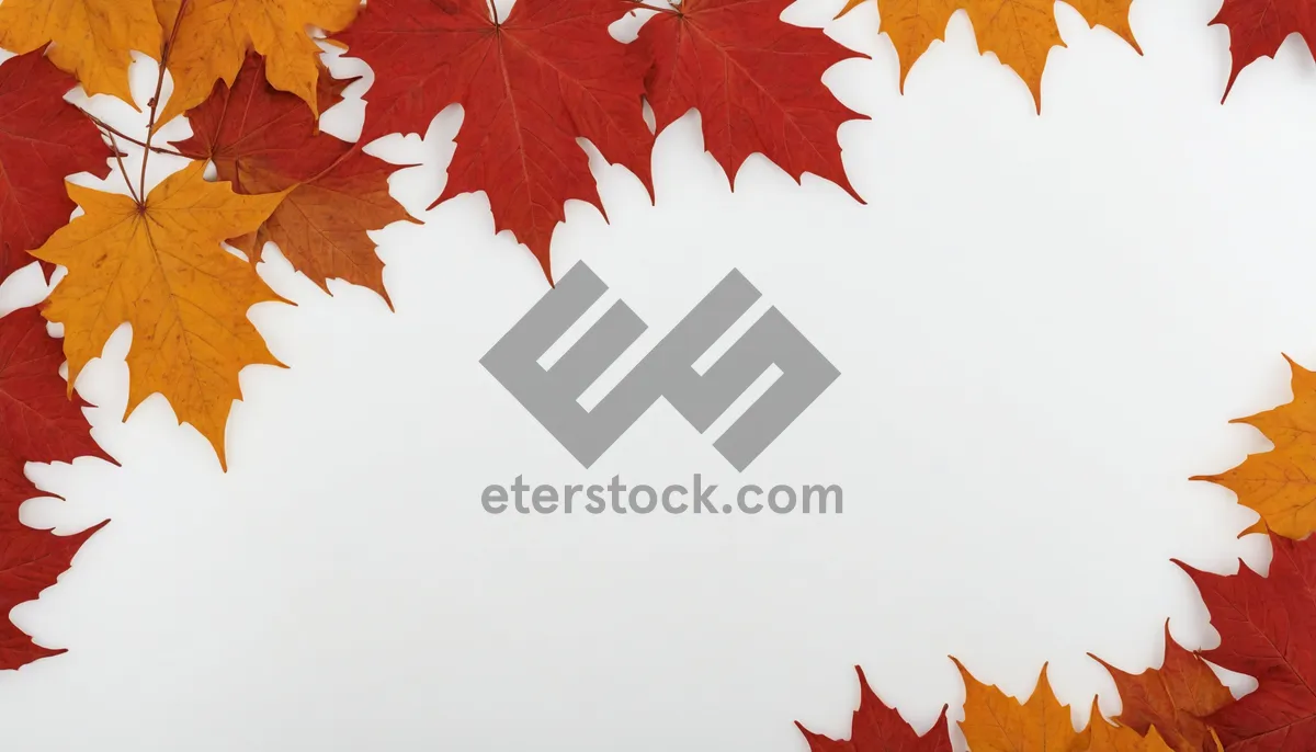 Picture of Orange & Yellow Autumn Foliage Border Design