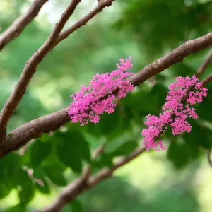 Blossoming Spirea Shrub in Vibrant Pink